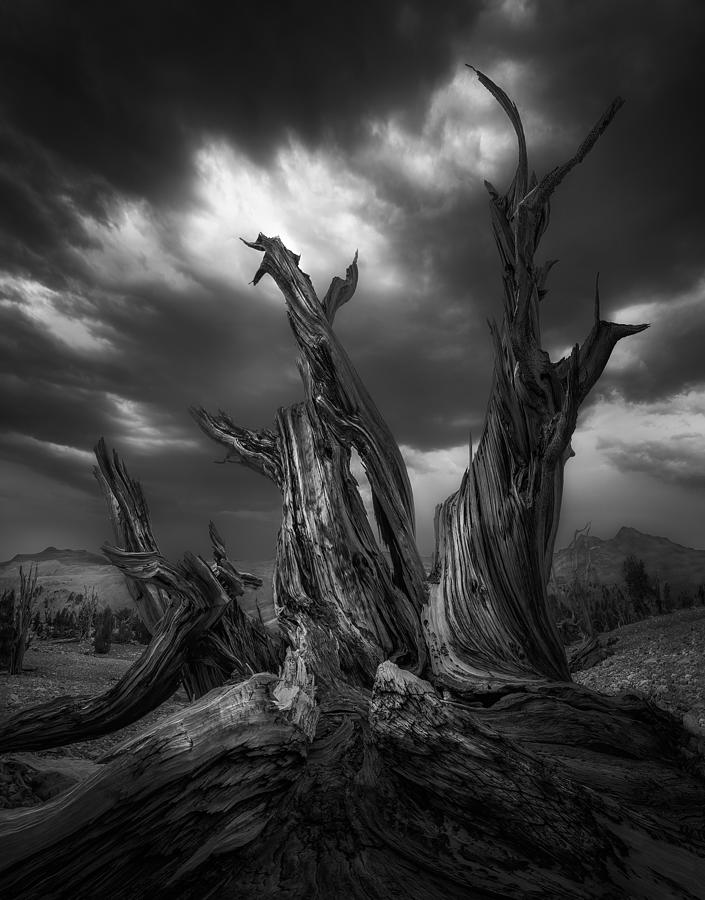 Black And White Photograph - Old Tree by Aidong Ning