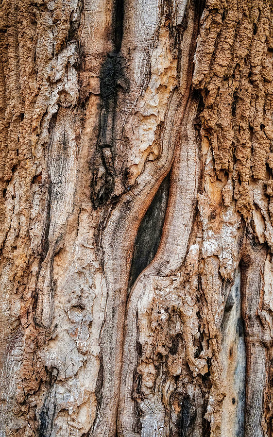 Old Tree Bark Patterns Photograph by Gary Slawsky