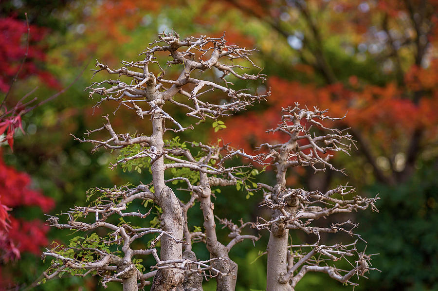 Old Tree Bonsai  1 Photograph by Jenny Rainbow