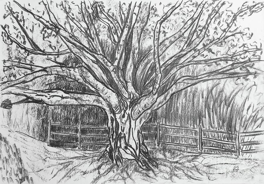 Old Tree Drawing by Erwin Bruegger Fine Art America