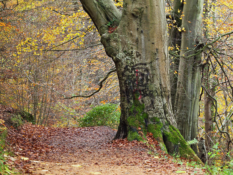 Old Tree In Autumn Forest Photograph by Haoliang