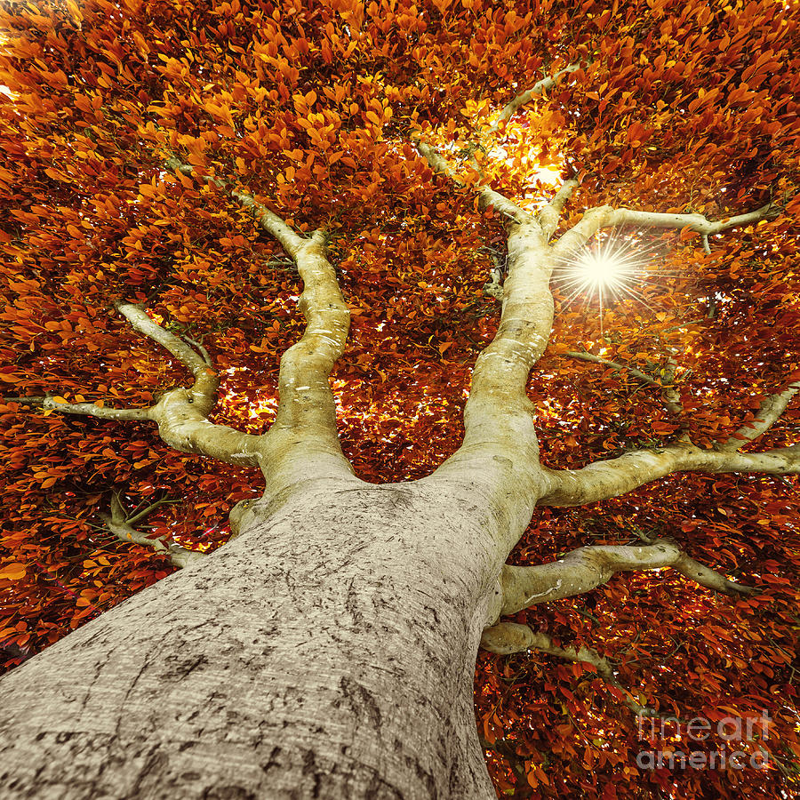 Big Photograph - Old Tree In Autumn by Kuttelvaserova Stuchelova Big Photograph - Old Tree In Autumn by Kuttelvaserova Stuchelova