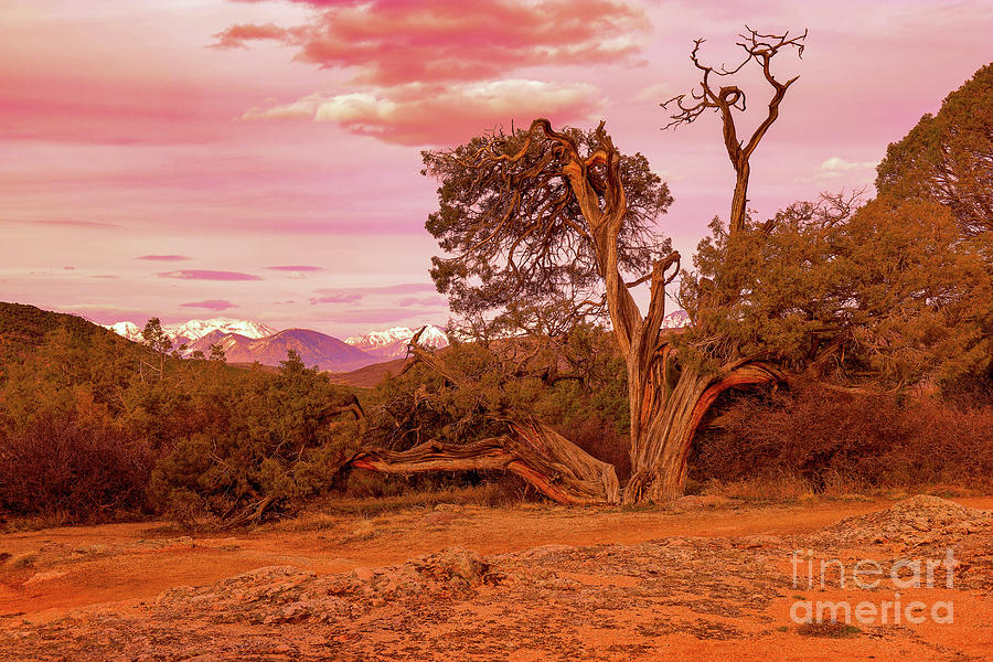 Old Tree In Canyonlands Photograph