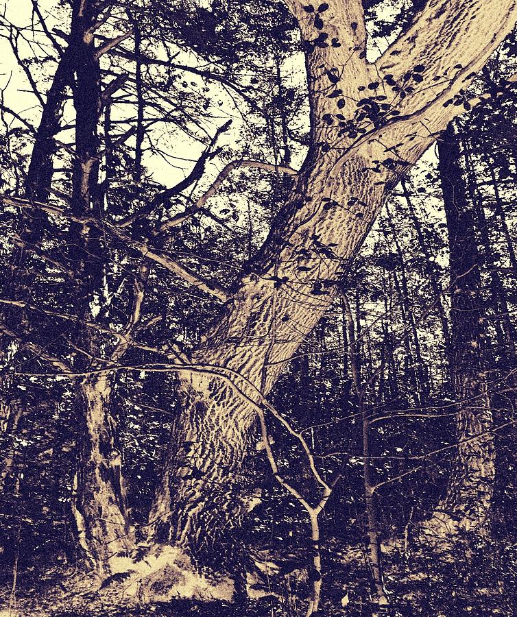 Old Tree Photograph
