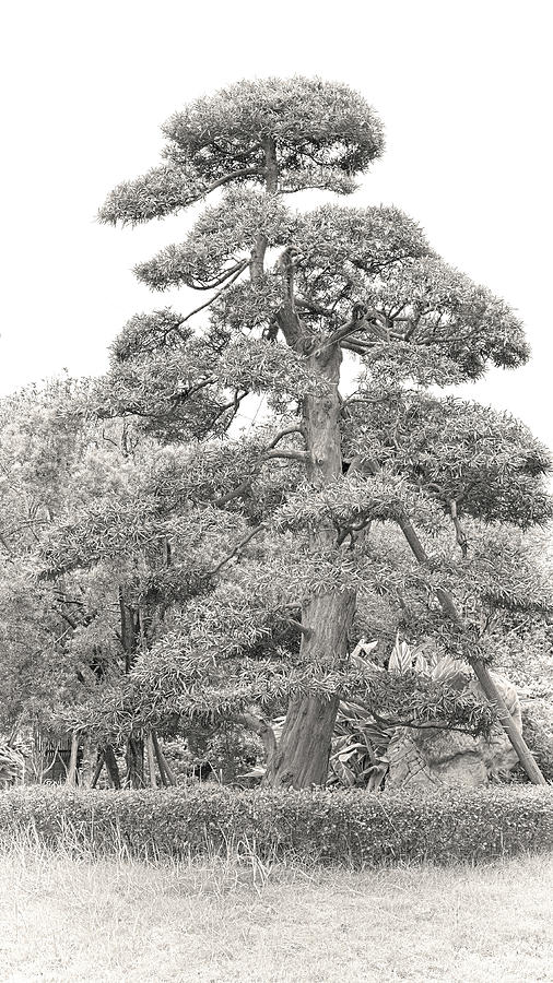 Old tree. Zhangzhou, 2019. by Andriy Maykovskyi Old tree. Zhangzhou, 2019. by Andriy Maykovskyi
