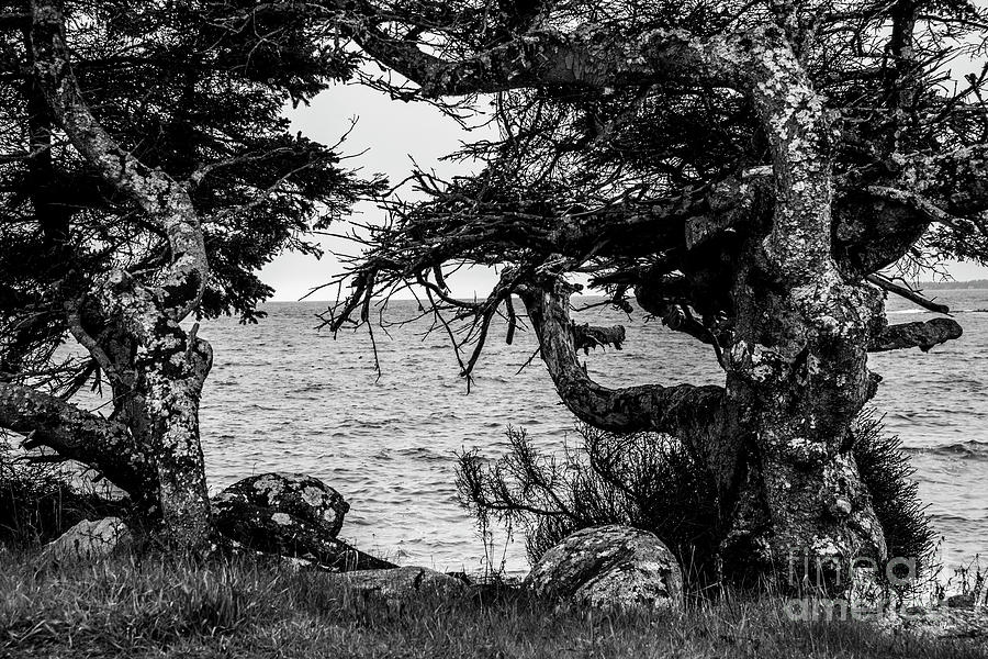 Old Trees Photograph by Alana Ranney