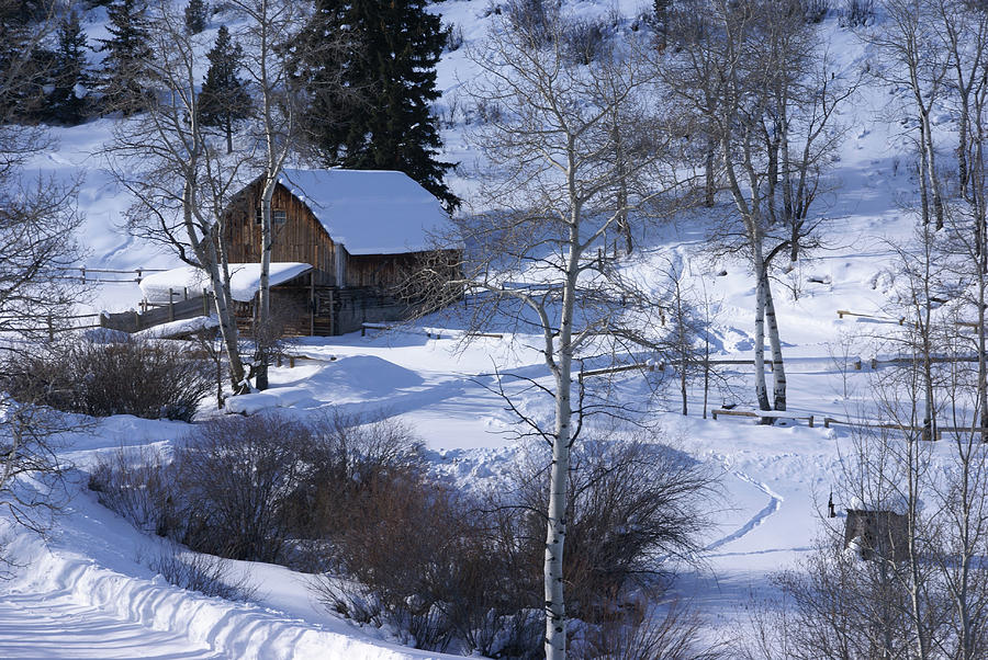 Old western barn in snow with aspens  Photograph by Steve Estvanik