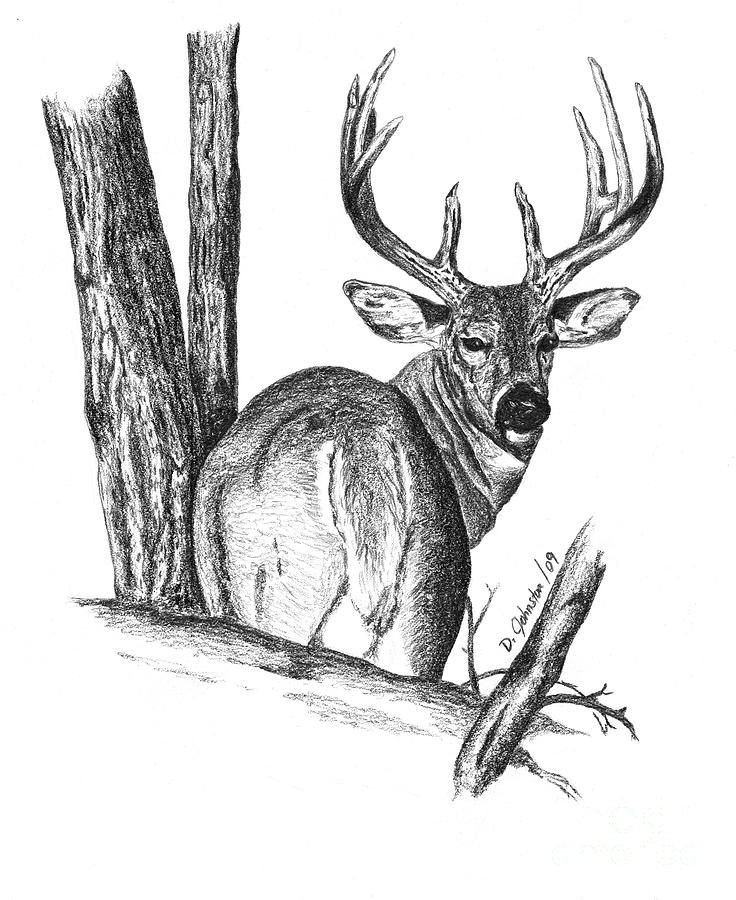 How To Draw A White Tailed Deer Step By Step