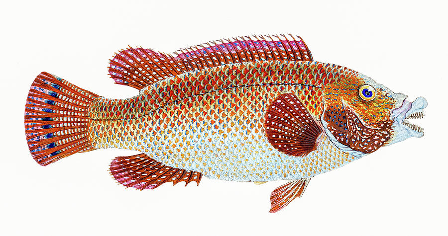 Old Wife Wrasse Drawing by David Letts