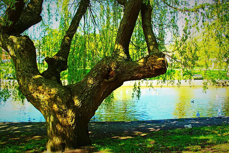 Nature Photograph - Old  Willow Tree By the Canal by Loretta S