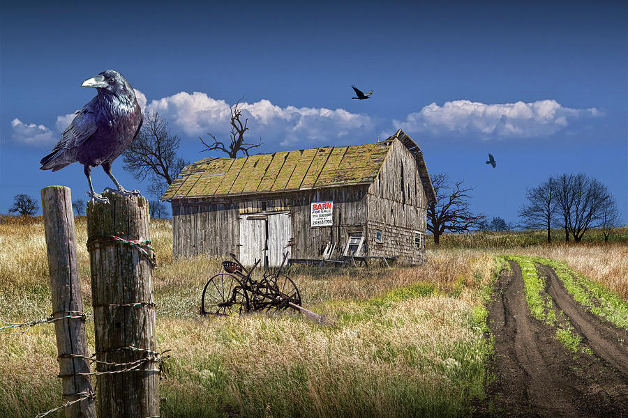 Old Wooden Barn for Sale with Black Crows Photograph by Randall Nyhof