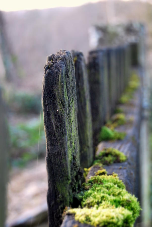 Old Wooden Fence With Moss Photograph by Maria Fernandez