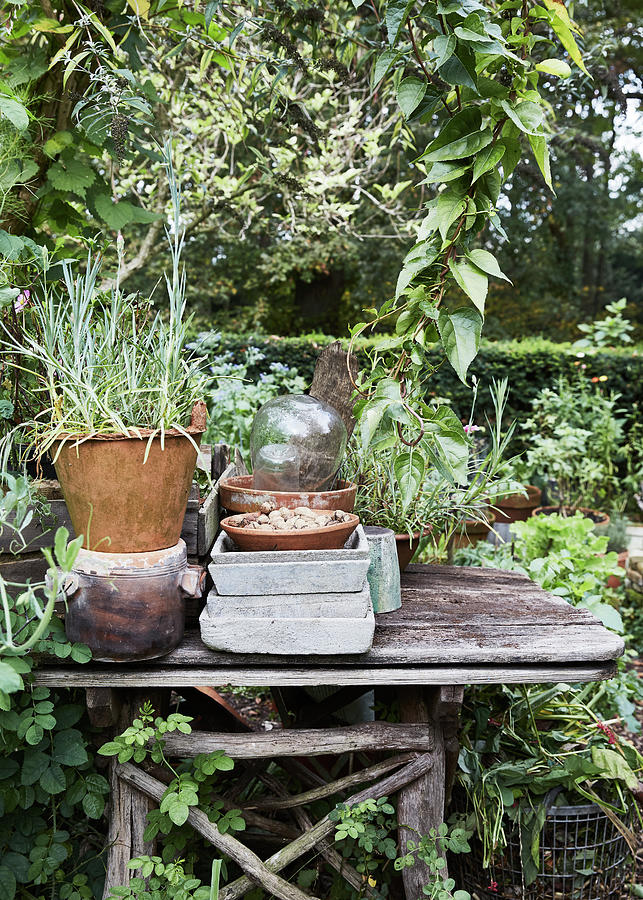 Old Wooden Planting Table In Mature, Natural-style Garden Photograph by Alexander Van Berge
