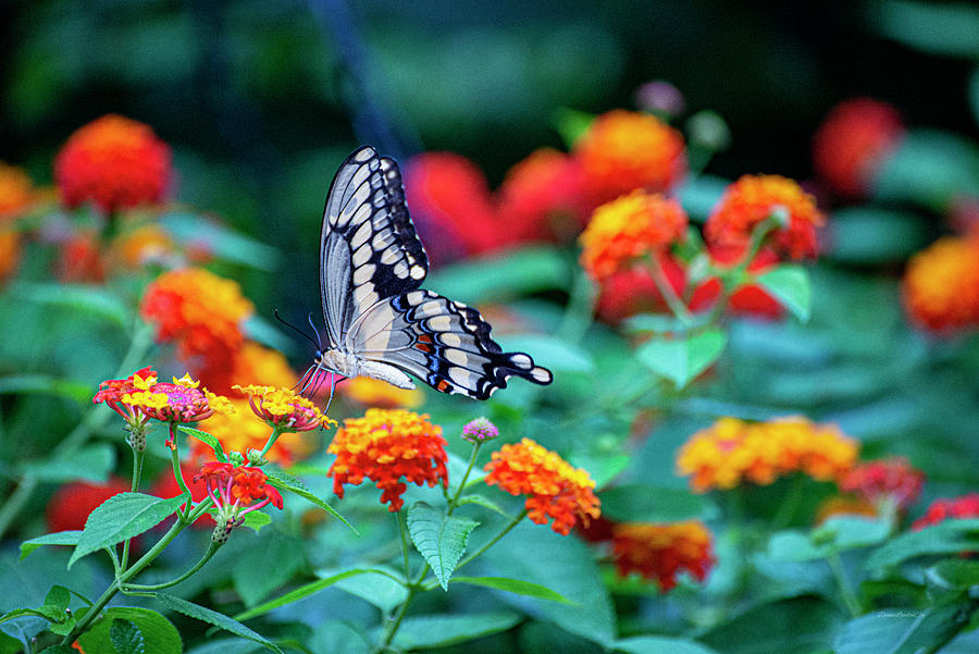 Old World Swallowtail Photograph by Diane Lindon Coy