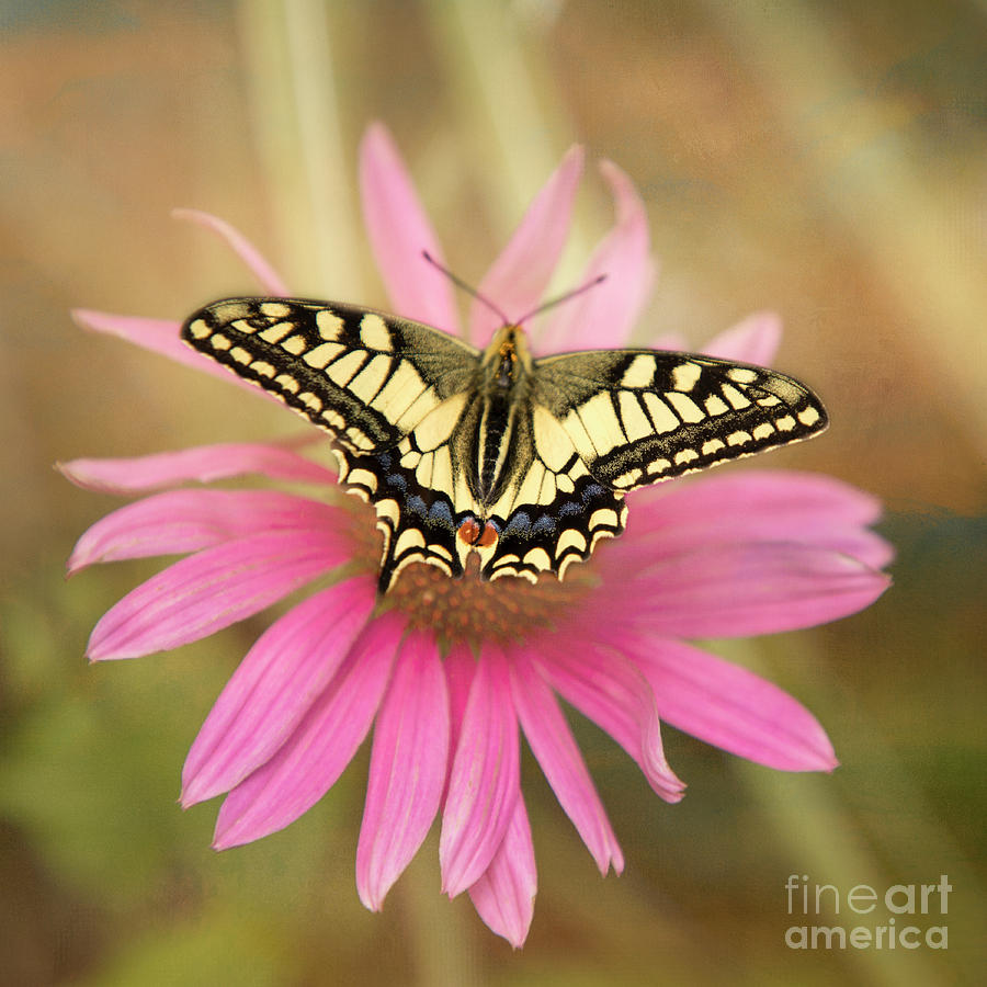 Old World Swallowtail Photograph by Mariola Bitner