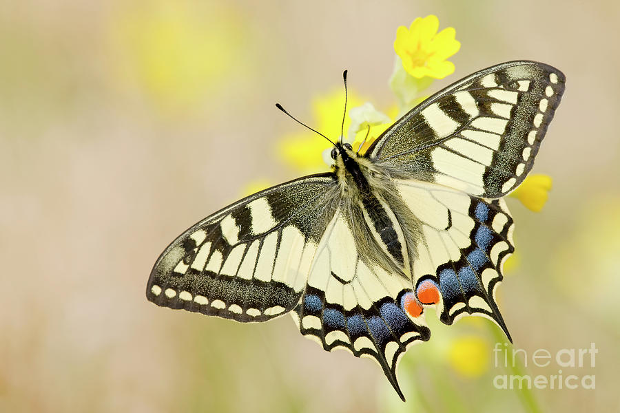Butterfly Photograph - Old World Swallowtail Papilio Machaon by Karin Rollett-vlcek