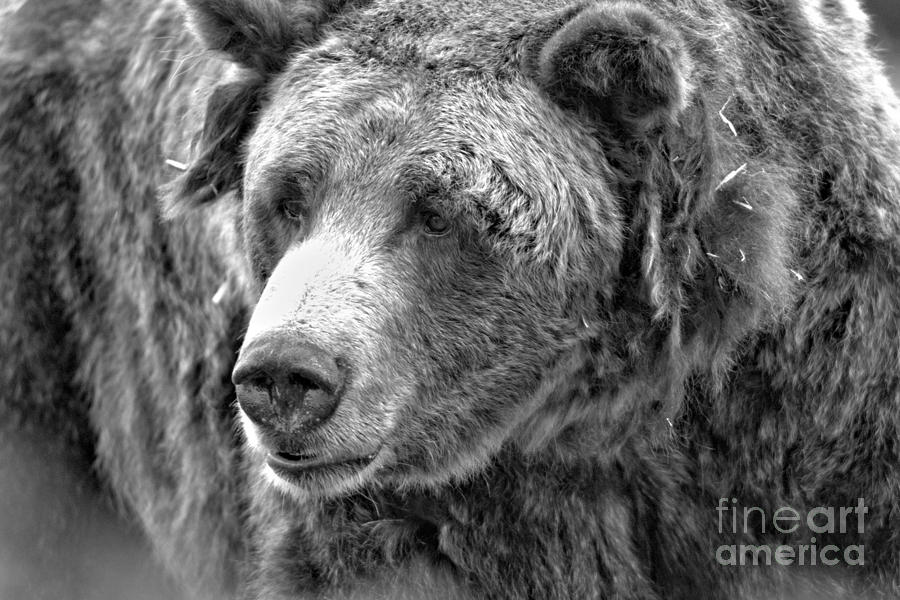 Old Yellowstone Sow Black And White Photograph by Adam Jewell
