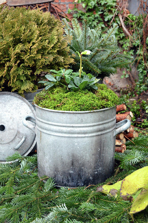 Old Zinc Pot With Christmas Rose And Moss Photograph by Christin By Hof 9