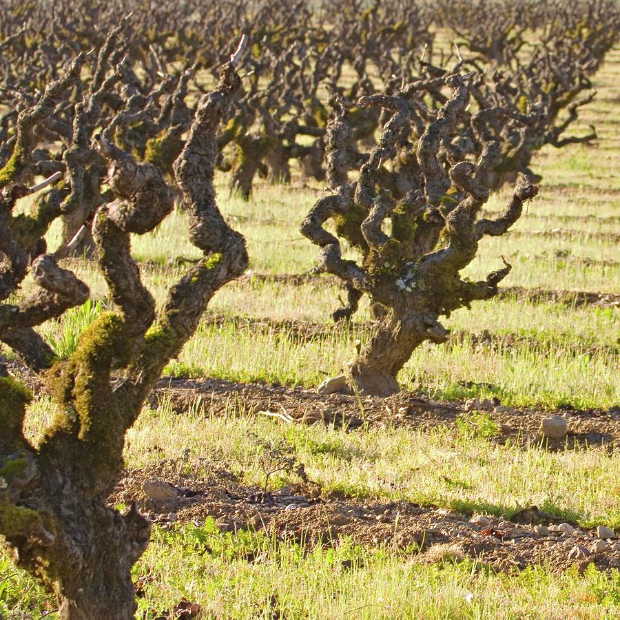 Old Zinfandel Vineyard In Northern Photograph by Alantobey