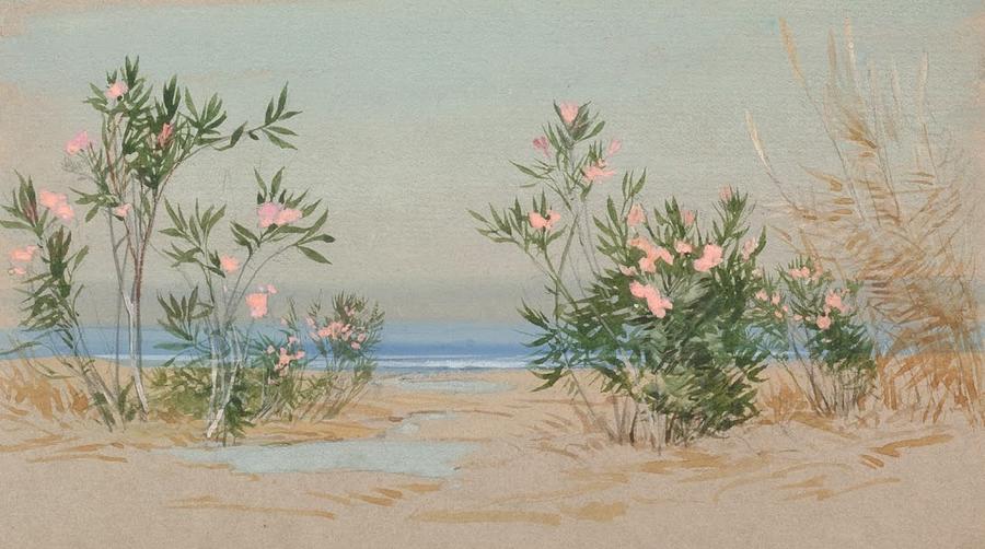 Oleanders Painting by Lilias Trotter