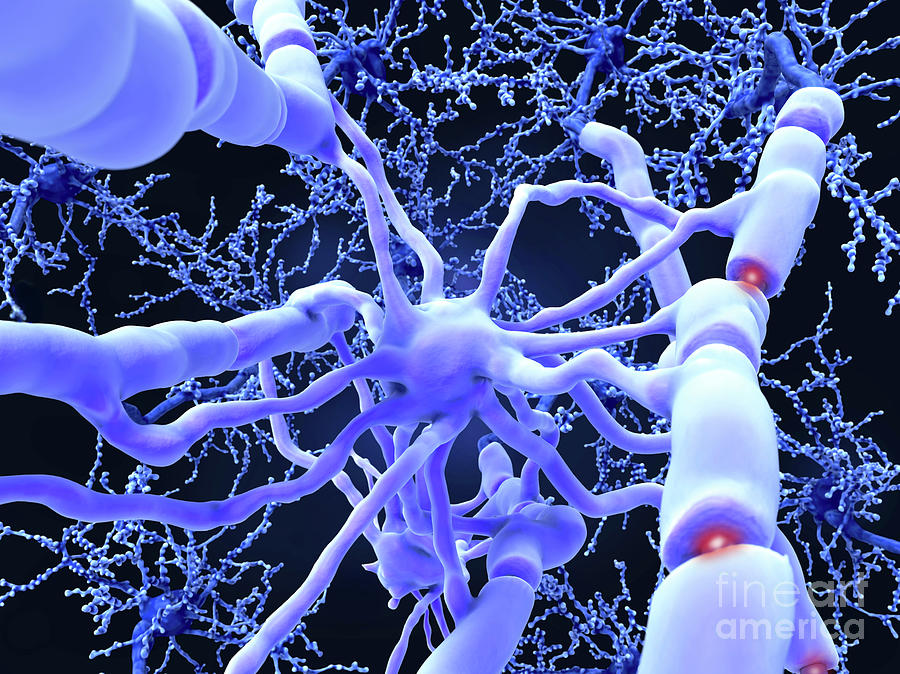 Oligodendrocyte Nerve Cells Photograph by Juan Gaertner/science Photo Library