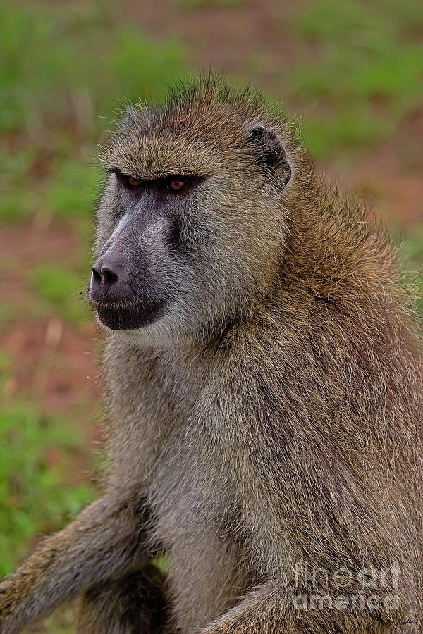 Olive Baboon-signed-#8713 Photograph