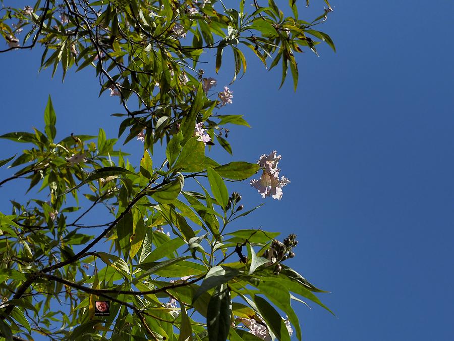 Olive Flower Blue Sky Photograph by Richard Thomas