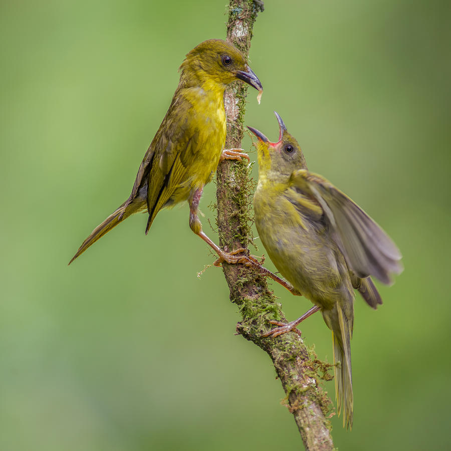 Olive-green Tanager Feeding The Chick Photograph By Piotr Galus - Pixels