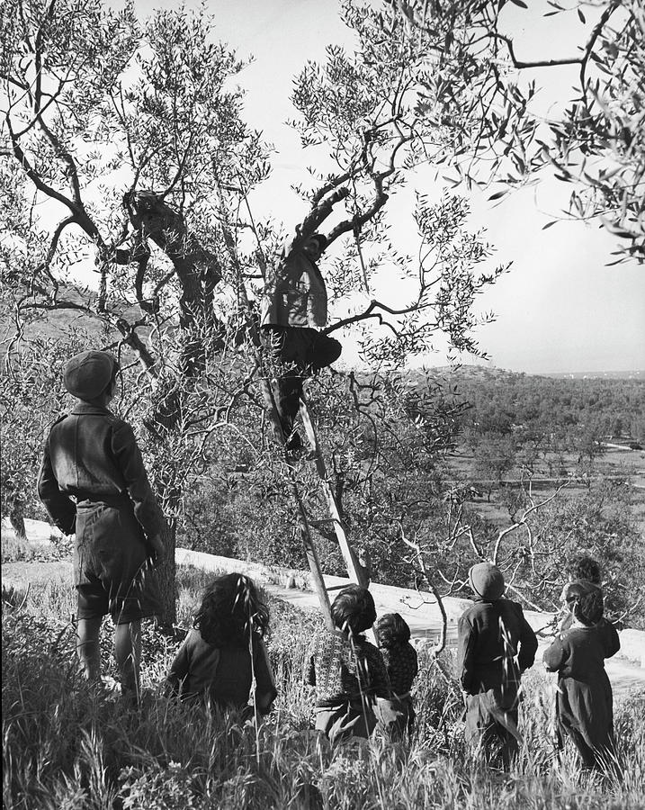 Black And White Photograph - Olive Grove Harvesting by Alfred Eisenstaedt