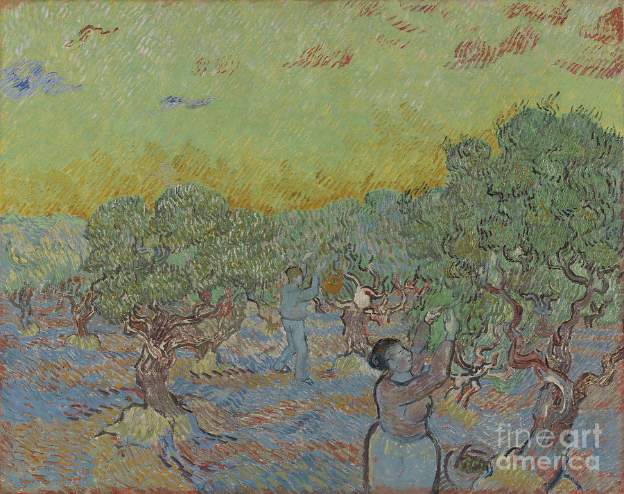 Olive Grove With Two Olive Pickers Drawing by Heritage Images