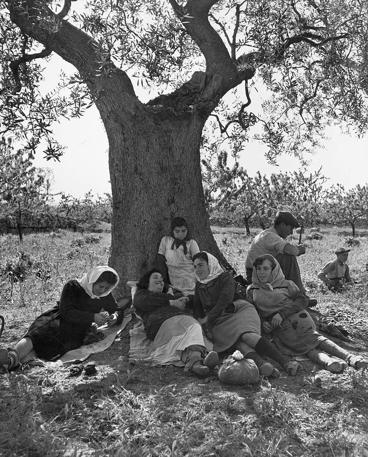 Black And White Photograph - Olive Groves Workers by Alfred Eisenstaedt