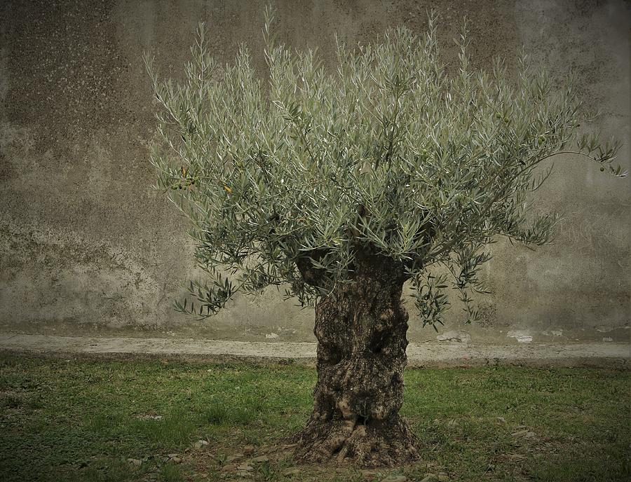 Nature Photograph - Olive by Irmawarth