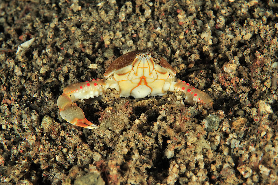 Olive Purse Crab / Pebble Crab Burying Itself In The Sand Photograph by Pascal Kobeh / Naturepl.com Olive Purse Crab / Pebble Crab Burying Itself In The Sand Photograph by Pascal Kobeh / Naturepl.com