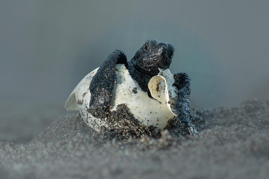Olive Ridley Turtle Hatchling Emerging From Soft-shelled Photograph by Tui De Roy / Naturepl.com Olive Ridley Turtle Hatchling Emerging From Soft-shelled Photograph by Tui De Roy / Naturepl.com