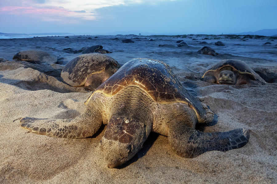 Olive Ridley Turtle Nesting, Arribada, Mexico Photograph by Claudio ...