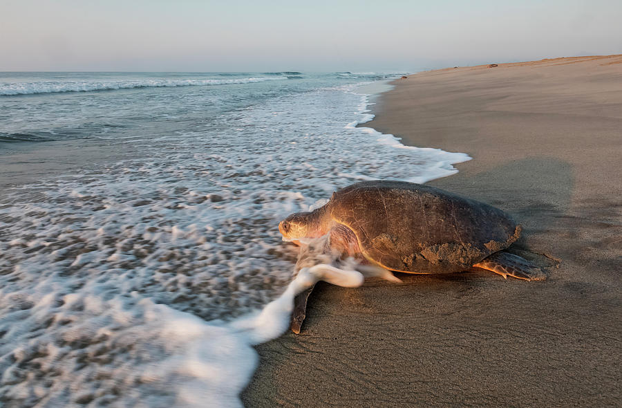 Olive Ridley Turtle Returning To Ocean After Mass Nesting Event Photograph By Claudio Contreras 7970