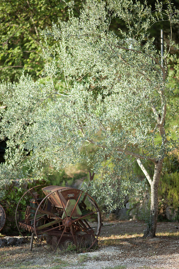 Olive Tree And An Old Seeder Photograph by Eising Studio