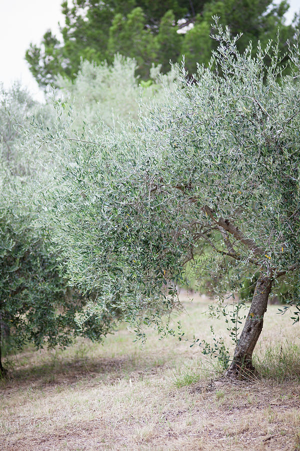 Olive Tree Photograph by Eising Studio