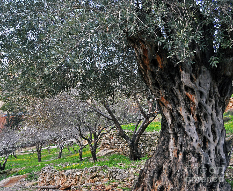 Olive Tree in Nazareth Photograph by Lydia Holly