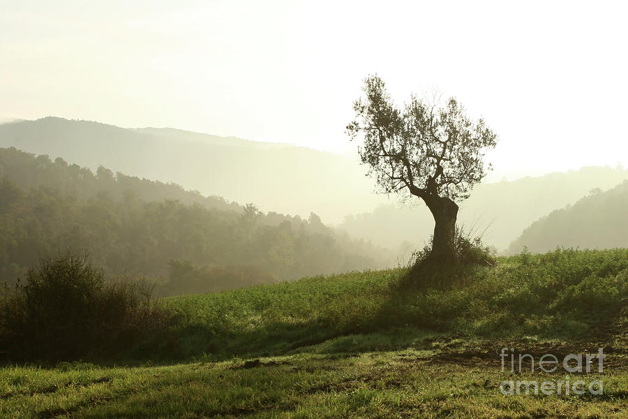 Olive Tree Photograph by Suzyco