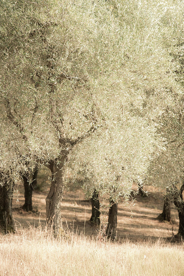 Tree Photograph - Olive Trees 2 by Dan Ballard