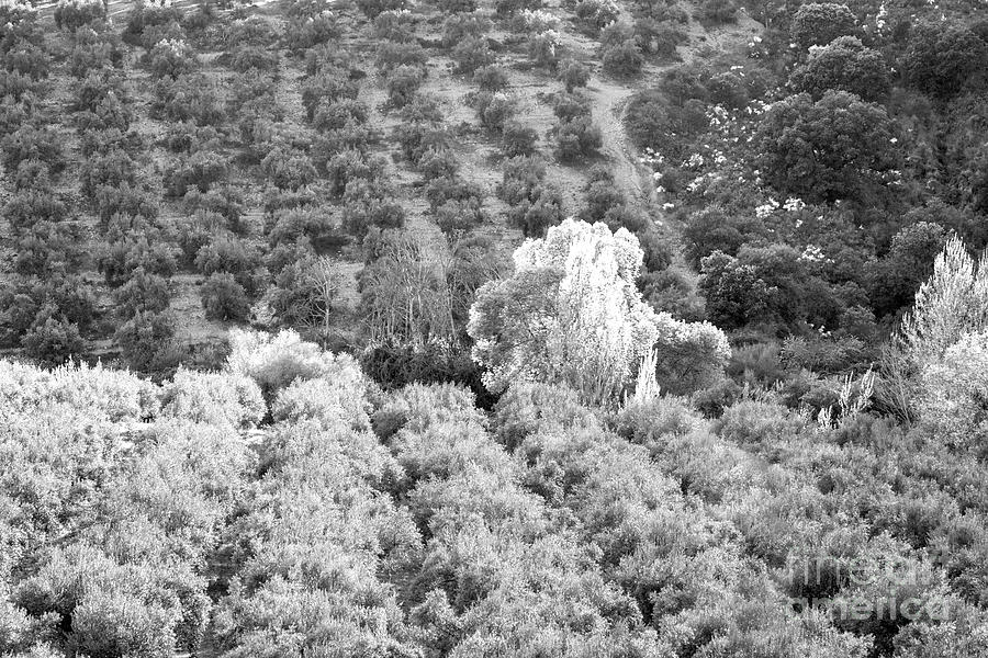 Olive Trees BW 1 Photograph by Timothy Hacker