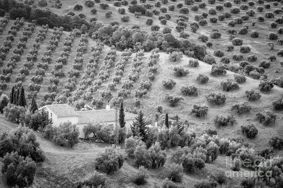 Olive Trees BW Photograph by Timothy Hacker