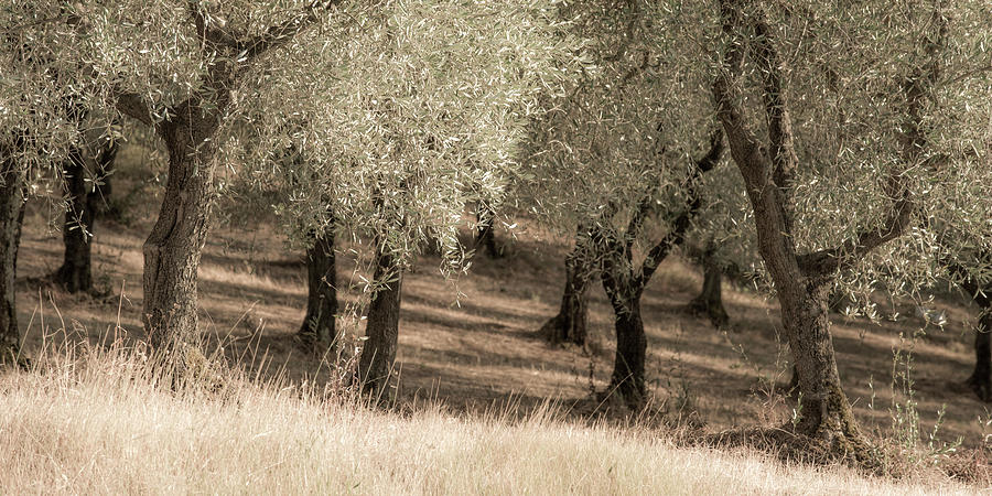Tree Photograph - Olive Trees by Dan Ballard