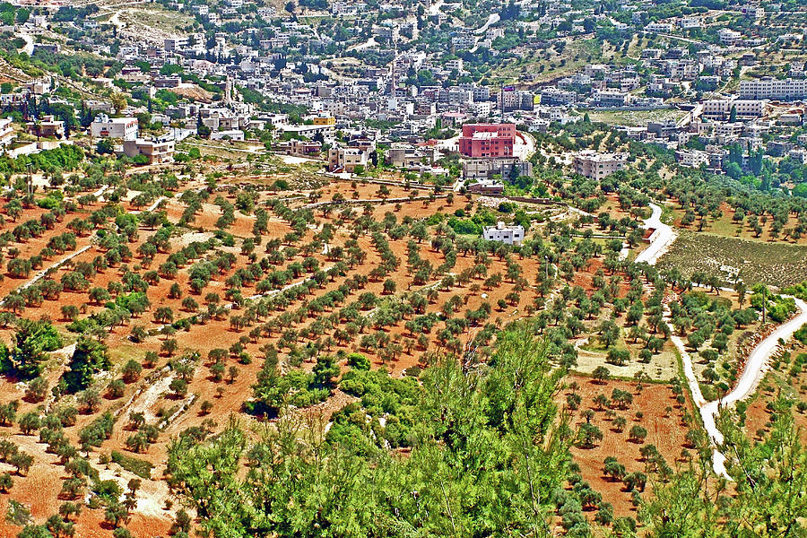 Jordan Photograph - Olive Trees from Ajlun Castle, Jordan by Ruth Hager