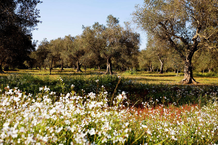 Olive Trees In Idyllic Surrounding Of Torre Santo Stefano, Apulia, Italy Photograph by Jalag / Arthur F. Selbach
