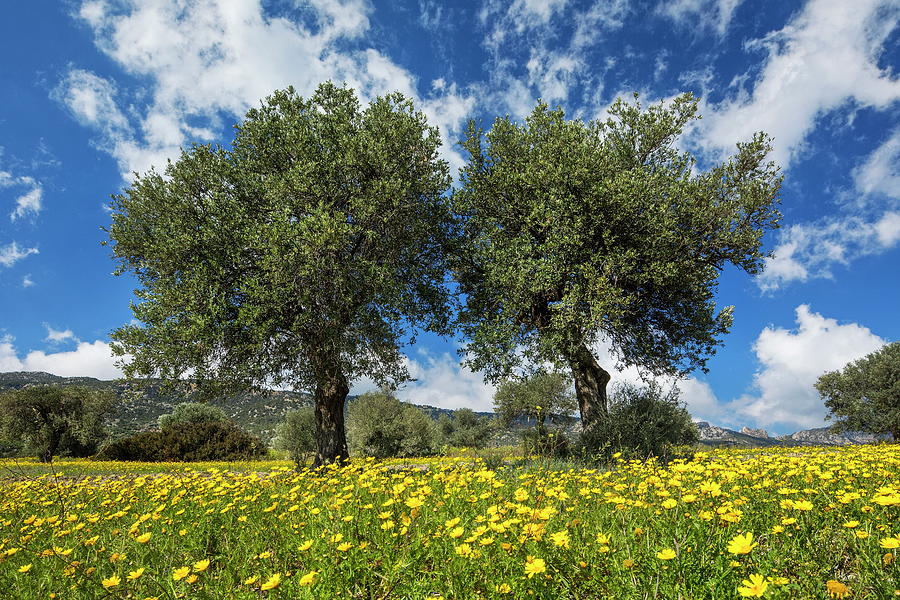 Olive Trees, Near Kantara, Cyprus Digital Art by Reinhard Schmid