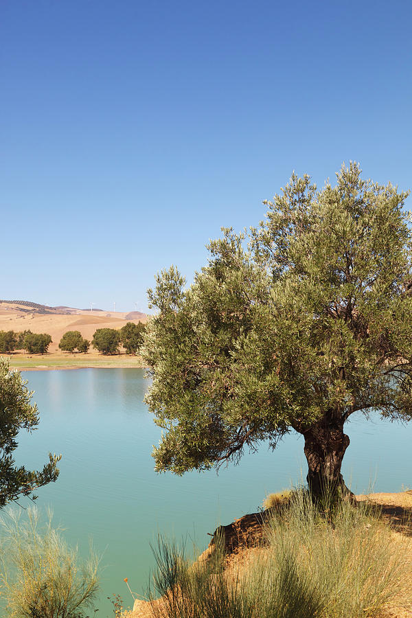 Olive Trees On The Shore Of Guadalhorce Photograph by Ken Welsh / Design Pics