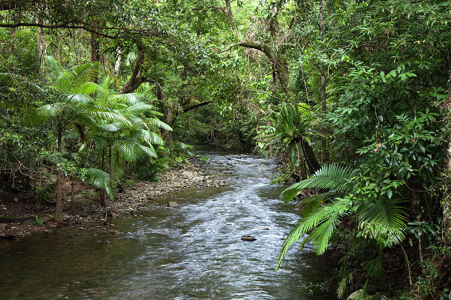 Oliver Creek In Rainforest, Daintree National Park, North Queensland ...