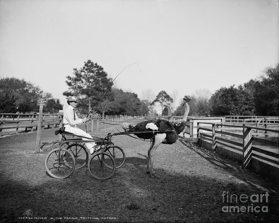 Oliver W., The Famous Trotting Ostrich, At Florida Ostrich Farm, Jacksonville, 1903 (b/w Photo) Photograph by Detroit Publishing Co